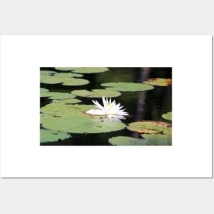 American White Waterlily Posters and Art